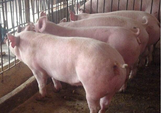 最新豬價(jià)行情今日解析，市場(chǎng)波動(dòng)背后的多元解讀