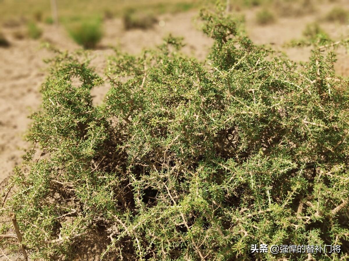 今日螞蟻莊園答案最新冠，自然美景之旅，探尋內心平靜之旅