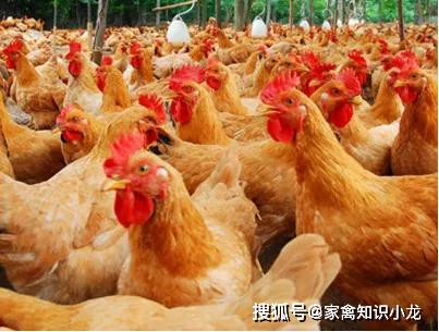 毛雞產業最新動態，現狀與發展前景的深入探討