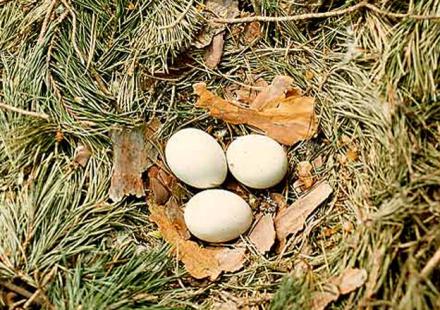 卵蛋圖解劇情深度解析與觀點闡述——新地址揭秘