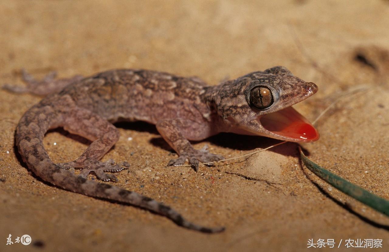 土元市場行情深度解析與趨勢展望