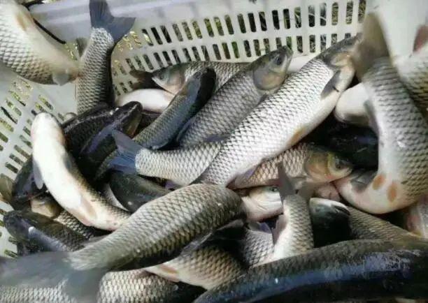 草魚價(jià)格行情最新動(dòng)態(tài)及評(píng)論綜述