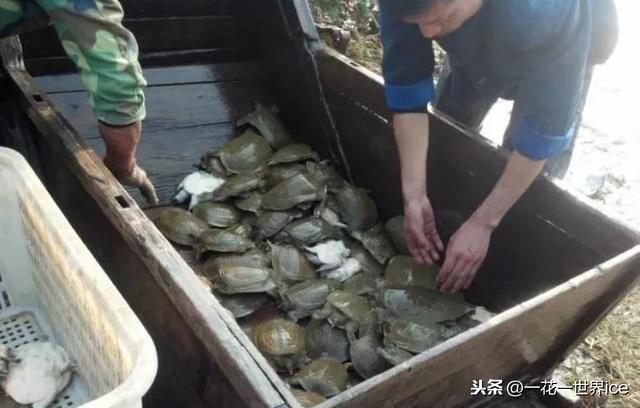 野生甲魚行情深度解析，市場趨勢、價格波動與論述分析