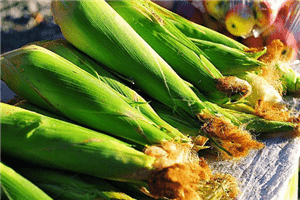 通遼玉米價格動態，最新行情解析與價格走勢??分析??報告??????????????????????????????????。