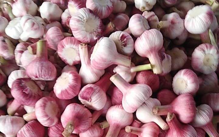 金鄉大蒜今日市場行情深度分析與觀點闡述