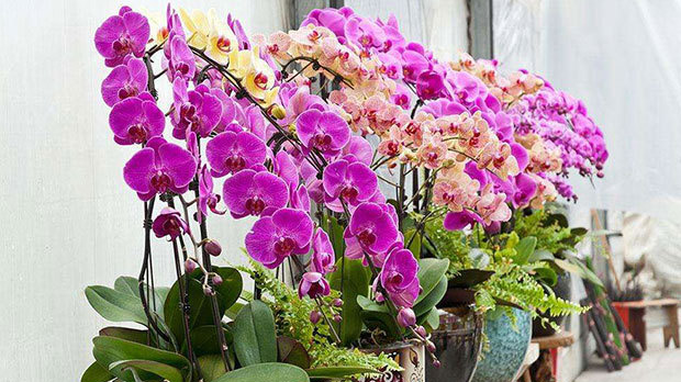 蝴蝶蘭價(jià)格探索，一場(chǎng)綠色之旅尋找內(nèi)心平靜