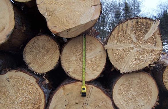 中國木材行情概覽與分析