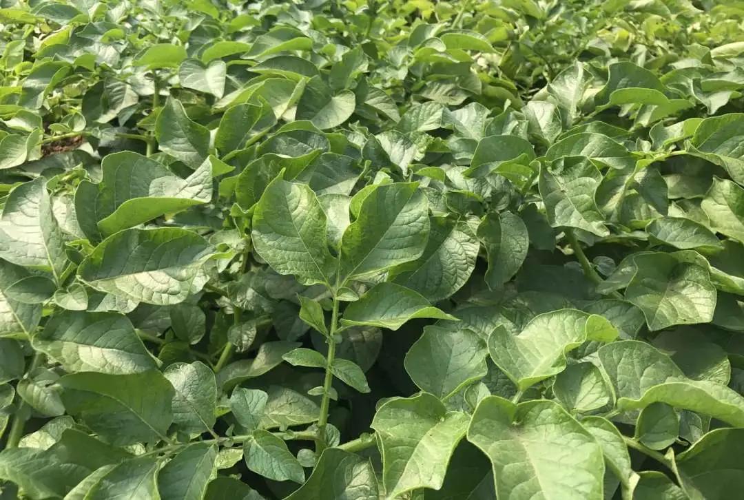 滕州土豆價格行情最新動態