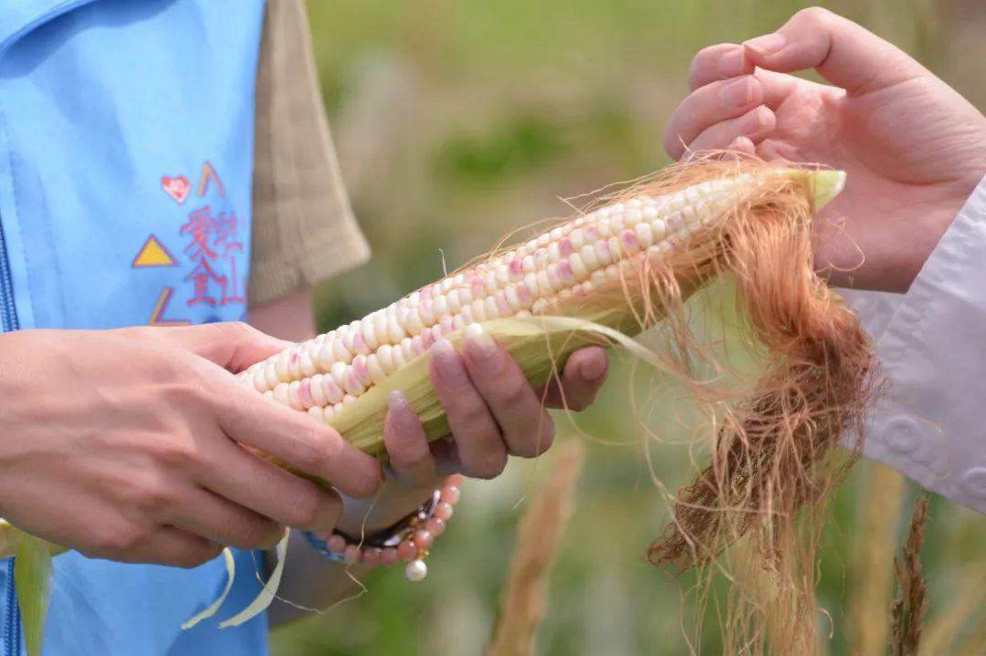 叮咚買菜股票投資指南，從入門到精通的購買步驟解析