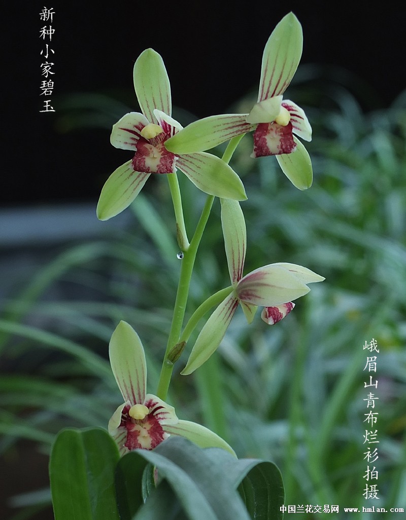 建蘭行情的歷史脈絡(luò)與地位追溯