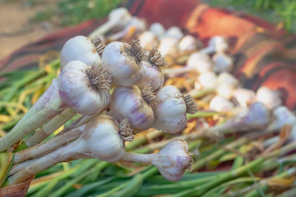 新蒜上市季節(jié)揭秘，時(shí)間、影響因素與地位探討