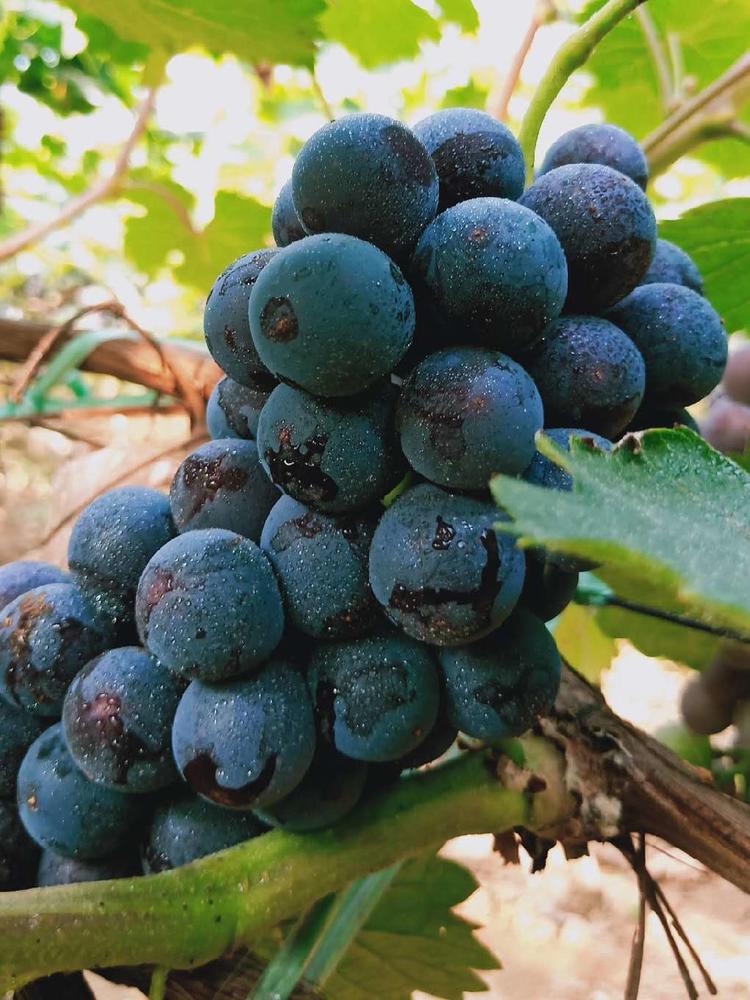 夏黑葡萄的成熟時刻，勵志之旅中的變化、學習與自信之路