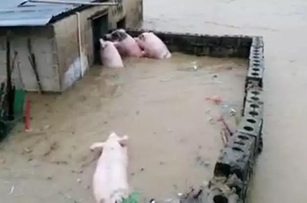 2017年生豬價格預測分析與小巷特色小店探秘