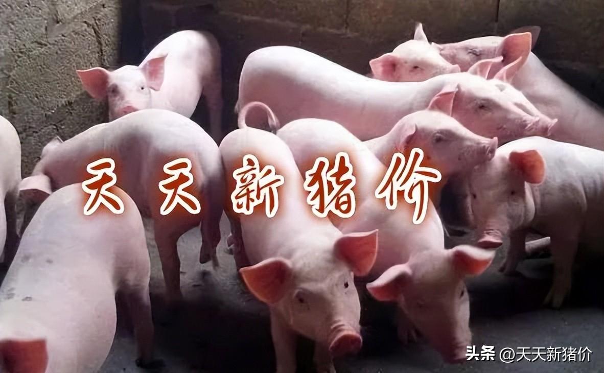 2017年生豬價格預測分析與小巷特色小店探秘