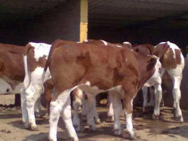 河南肉牛價(jià)格行情揭秘,一段深厚的友情故事與牛業(yè)市場連結(jié)的紐帶