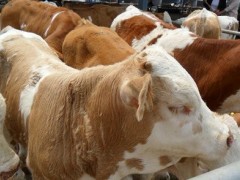 河南肉牛價(jià)格行情揭秘,一段深厚的友情故事與牛業(yè)市場連結(jié)的紐帶