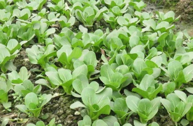 惠州蘆洲最新動態更新，綠色生態發展持續推動