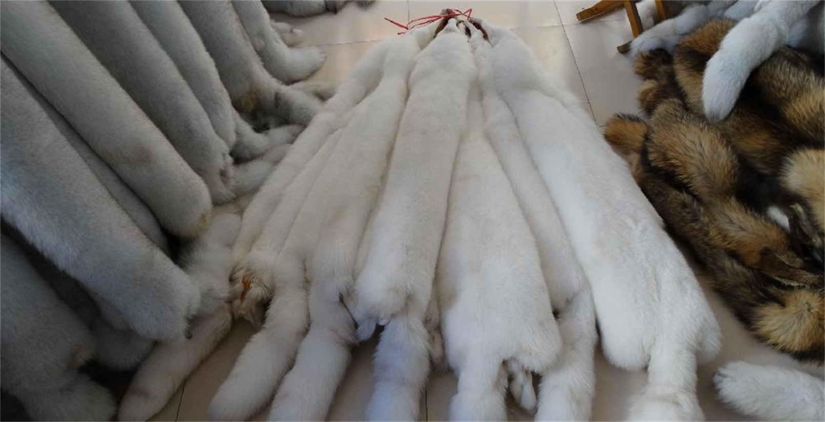 銀狐皮最新價格行情,銀狐皮最新價格行情，科技與生活完美融合的高科技產品介紹