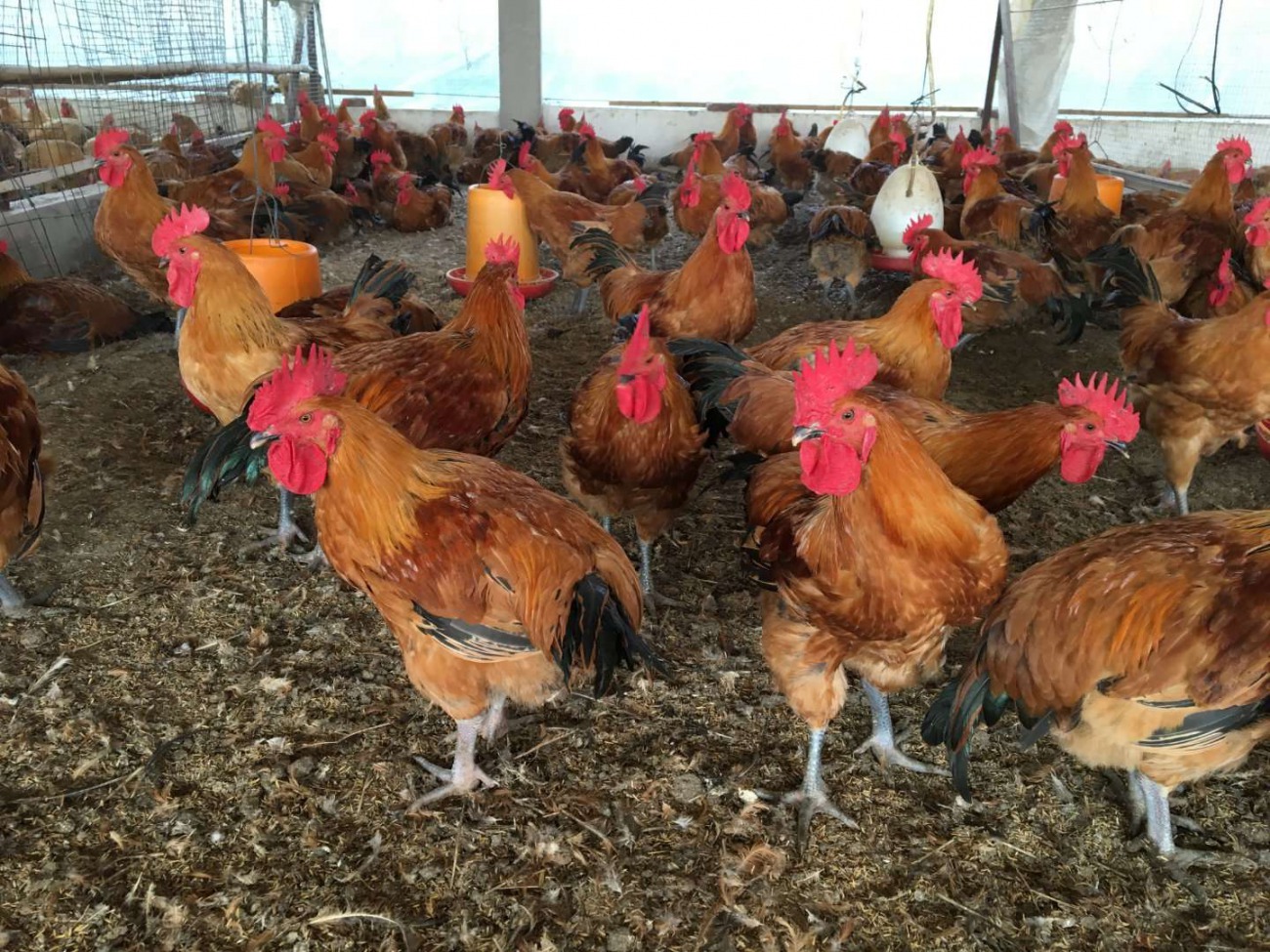 揭秘麻雞價格，你了解多少？