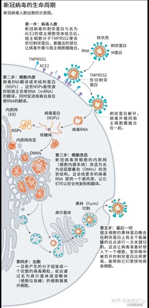 最新冠狀病毒潰瘍研究揭秘，深度探討病毒與潰瘍的關(guān)聯(lián)