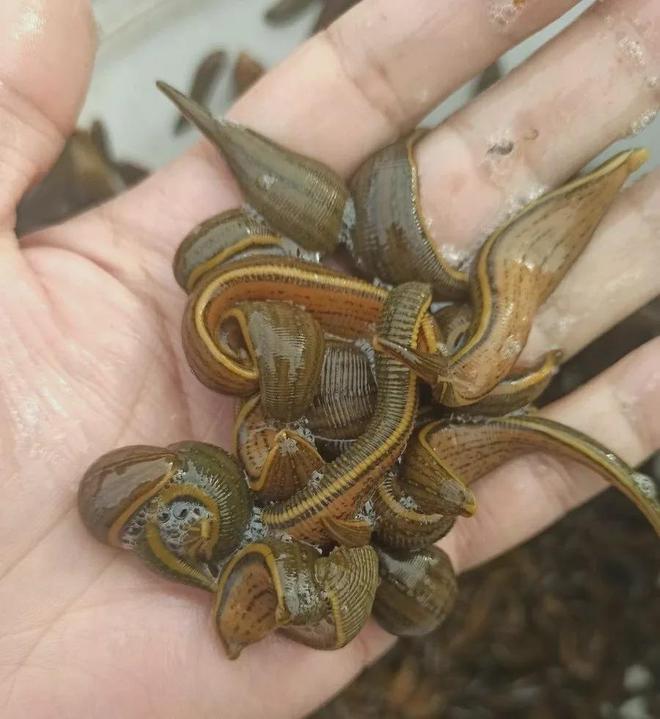 科技助力洞悉水蛭市場新行情與價格動態(tài)