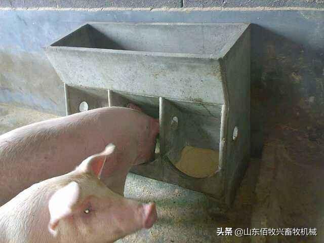 最新自動豬飼料，變革力量與自信成就的體現(xiàn)