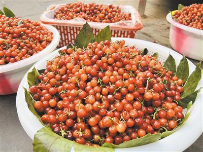 科技助力桑葚新鮮直達餐桌，鮮桑葚價格及美味人生體驗！
