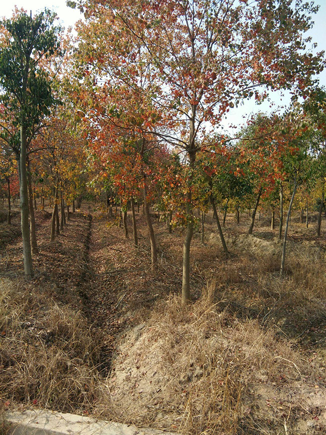 烏桕樹苗價格詳解，市場趨勢、影響因素與選購指南