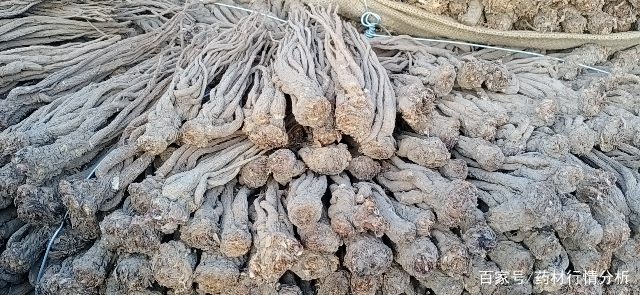 甘肅當歸最新價格行情動態更新