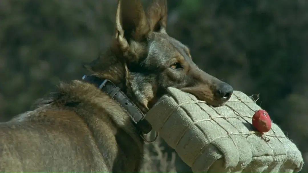 電影租妻，深度剖析情感與人性交織的復雜世界 ??