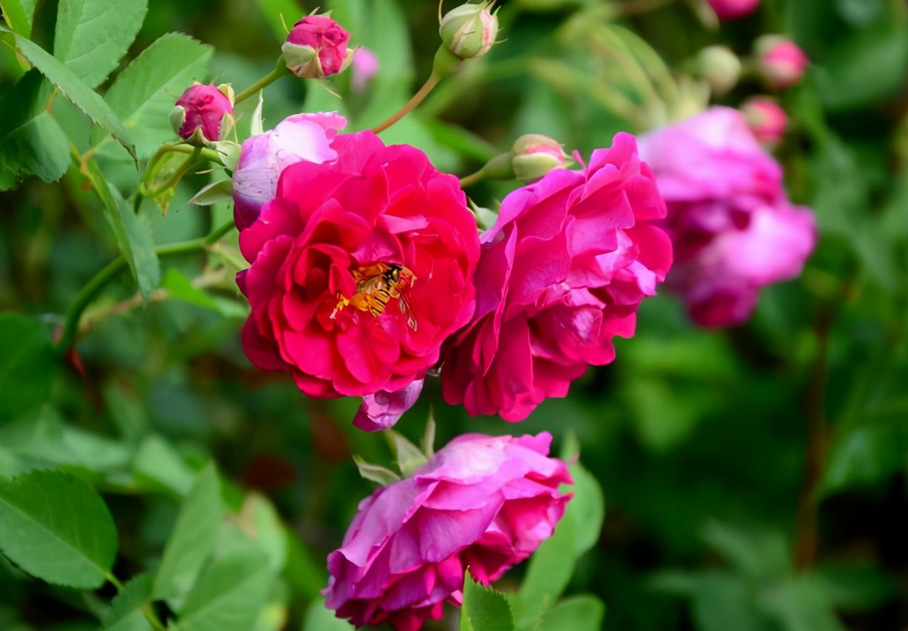 最新年花盤點(diǎn)，科技之花盛開，展現(xiàn)前沿科技產(chǎn)品的魅力時(shí)光