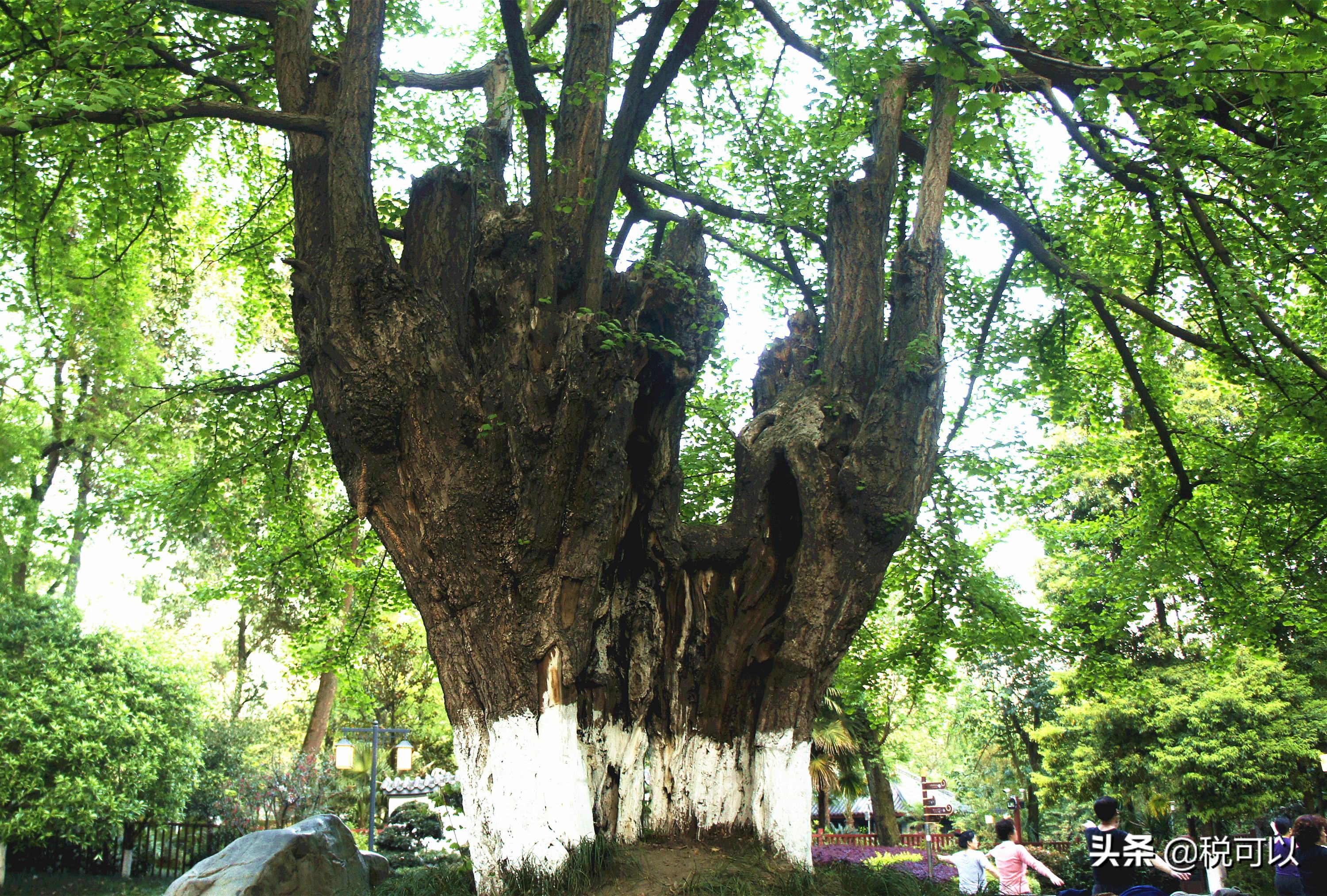 成都至灌縣快速鐵路最新進展更新