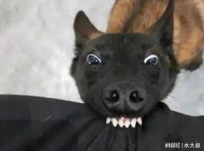 狗頭上比賽的榮譽與爭議，一場獨特的論述之旅