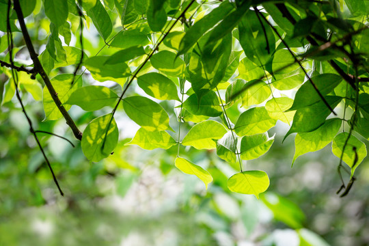 綠葉新聞動態,獲取與解讀新聞資訊的步驟指南