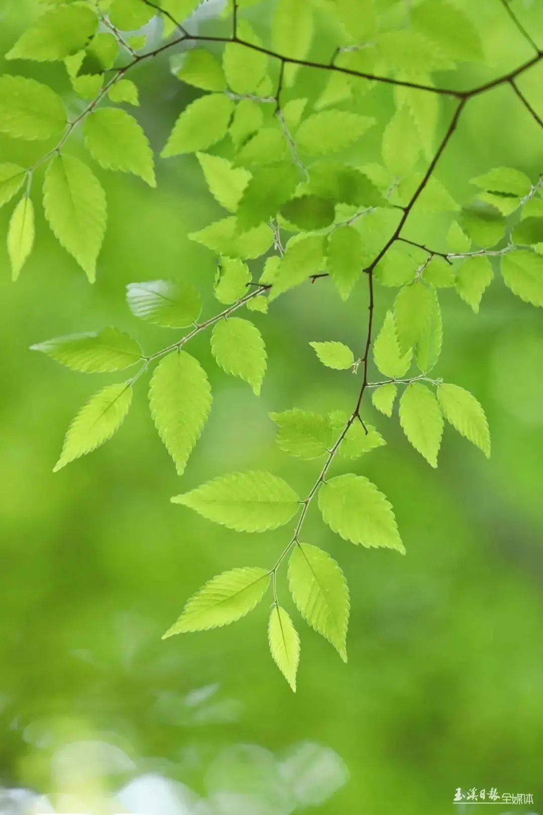 綠葉新聞動態,獲取與解讀新聞資訊的步驟指南