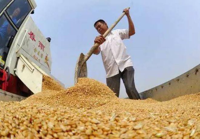 中國糧食行情指南，最新糧食市場動態解析