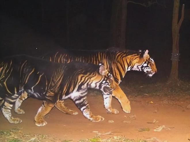 最新黑虎,學(xué)習(xí)成長(zhǎng),自信前行,永不言敗的奮斗之路