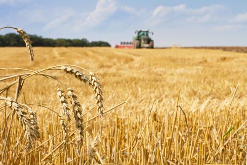 保定小麥最新行情，科技與生活交融下的價格動態