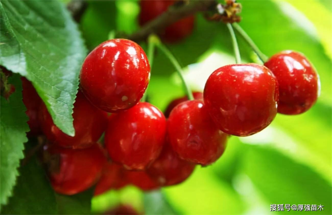 最新櫻桃品種完全指南，認識、挑選與享受美味櫻桃的秘訣