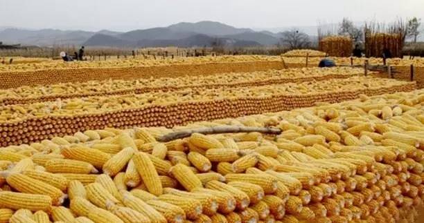 山東玉米價格最新行情今日更新