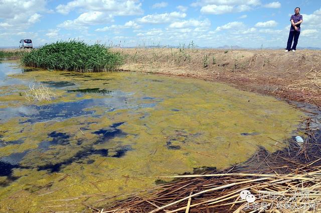烏梁素海揚帆起航，勵志之旅見證變化之海最新動態