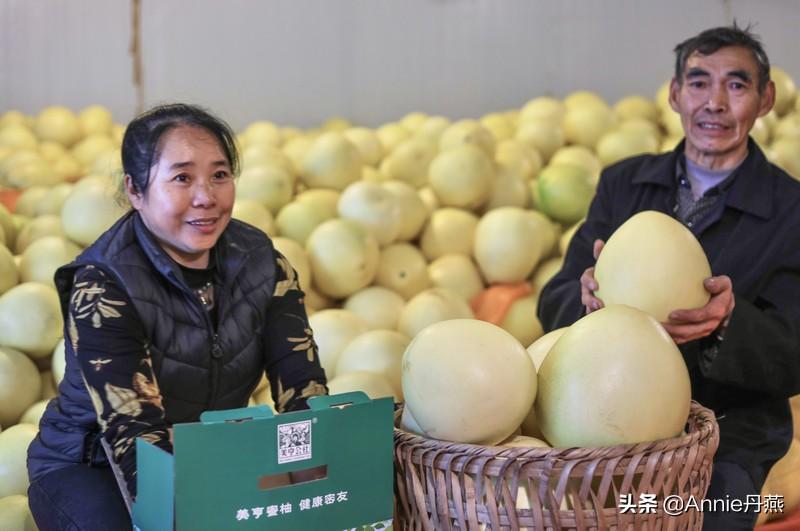 最新柚子,甜蜜果實與溫馨友情的故事