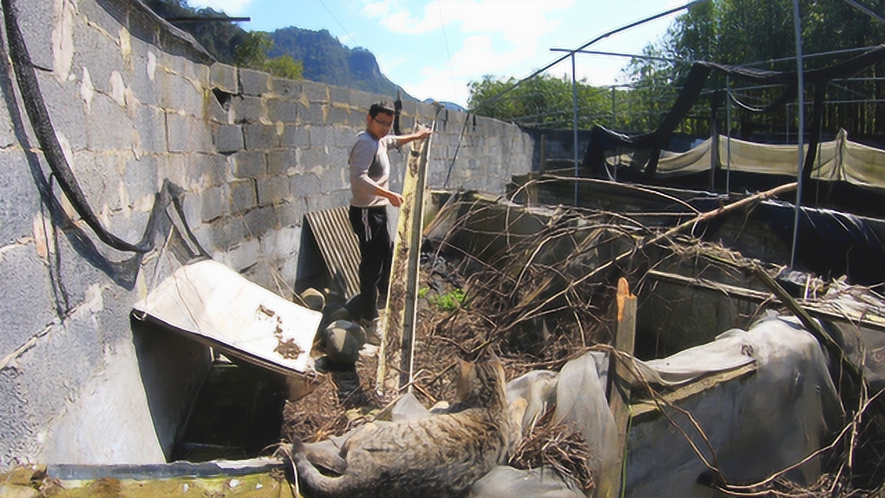 萌寵樂(lè)園最新養(yǎng)殖視頻,溫馨日常的精彩呈現(xiàn)