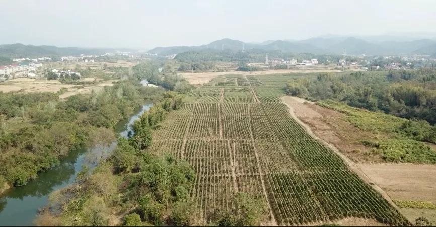 粉防己最新價格解析，獲取與理解價格信息的指南