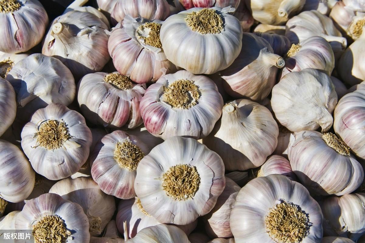 今日最新大蒜，友情與陪伴的溫馨篇章