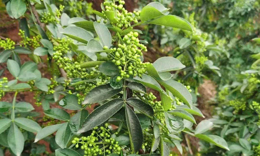 科技重塑傳統(tǒng)食材市場，干花椒價格最新行情分析