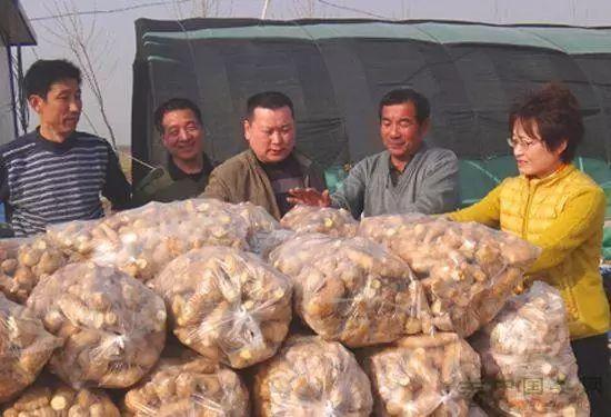 黑埠子最新姜價(jià)格全面解析與獲取指南