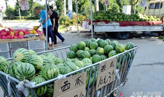 科技革新引領夏日西瓜市場，最新行情暢享清涼
