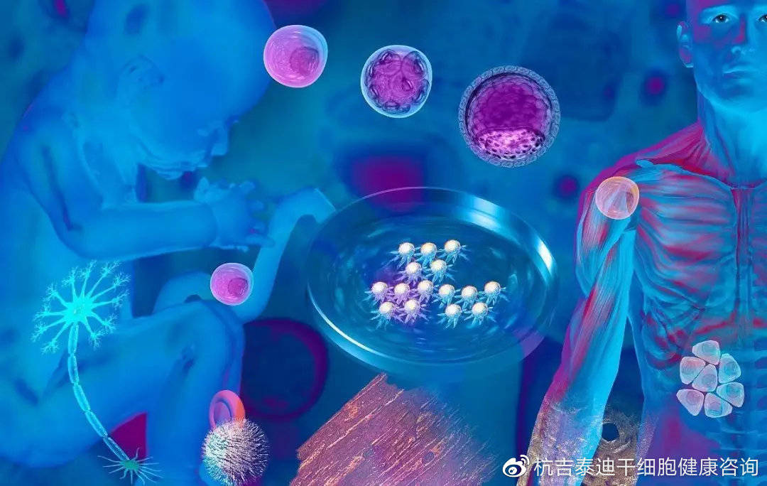 干細胞技術最新成果，引領醫(yī)學新時代的光輝篇章揭秘
