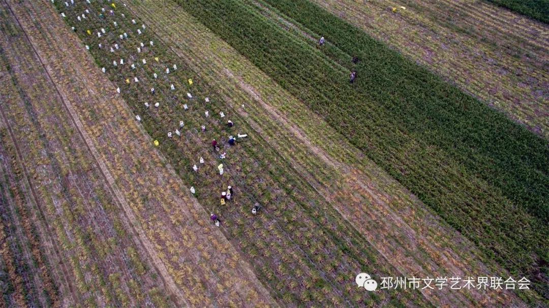 江蘇大蒜最新行情揭秘，小巷深處的蒜香寶藏價格波動解析